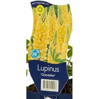 Griffioen - Lupinus 'Chandelier'