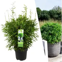 Everspring 1 x Fargesia moontears 'Boobux XL - Ø 29 cm - ↨ 70 cm