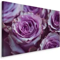 Karo-art Schilderij - Paarse Rozen, Premium Print, 5 maten