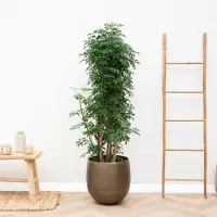 Green bubble Schefflera Luseana vertakt - 130cm