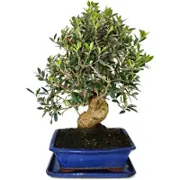 Exotenherz Bonsai - Solitair - Olijfboom - Olijf - Olea europaea - ongeveer 17 jaar oud - ongeveer 50-55 cm hoog
