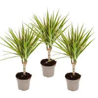 Exotenherz Tweekleurige drakenboom - Dracaena marginata bicolor - Set van 3 planten