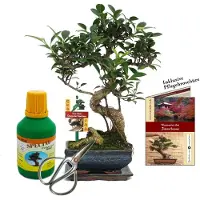 Exotenherz Bonsai-set "Ficus" - Chinese vijg - ongeveer 6 jaar oud - beginnersset