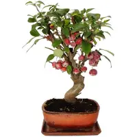 Exotenherz Bonsai - appelboom - sierappelboom - Malus - bolvormige plant van 21 cm met onderbak - ongeveer 12 jaar oud