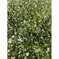 GRDplanten 6x Grote muur - Stellaria holostea | 9x9 cm pot