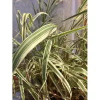 Brandless 6x Kanariegras - Phalaris Arundinacea 'Picta' | 9x9 cm pot