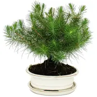 Exotenherz Bonsai - Pinus halepensis - Alexandrijsse den - ongeveer 9 jaar oud