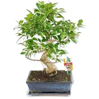 Exotenherz Bonsai van een Chinese vijgenboom (Ficus retusa) - ongeveer 10 jaar oud