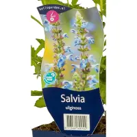 Griffioen - Salvia uliginosa