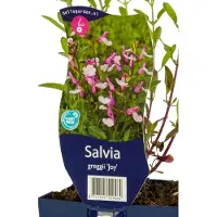 Griffioen - Salvia greggii 'Joy'