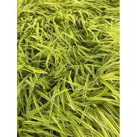 GRDplanten 6x Japans berggras - Hakonechloa macra 'Aureola' | 9x9 cm pot