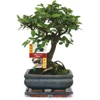 Exotenherz Bonsai van de Chinese esdoorn - Ulmus parviflora - ongeveer 6 jaar oud - bolvormig