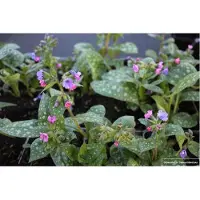 GRDplanten 6x Longkruid - Pulmonaria SACCH. 'MRS Moon' | 9x9 cm pot
