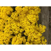 Brandless 6x Schildzaad - Aurinia saxatilis 'Compacta' | 9x9 cm pot