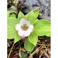 Brandless 6x Kornoelje, Kruipende kornoelje, Dwergkornoelje - Cornus canadensis | 9x9 cm pot
