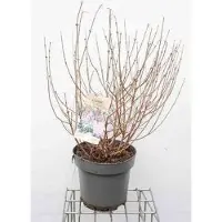 GRDplanten Syringa meyeri 'Palibin' - Dwergsering, Sering, 50- 60 cm in pot