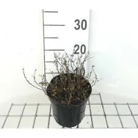 GRDplanten 2 x Spiraea jap. 'Little Princess' - Spierstruik , Japanse Spirea , Japanse Spierstruik 20- 25 cm in pot