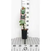 GRDplanten Trachelospermum jasminoides - Toscaanse Jasmijn, Sterjasmijn, Italiaanse Jasmijn50-60 cm | pot