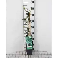 GRDplanten Hedera hibernica - Ierse Klimop , Atlantische Klimop,50-60 cm | pot
