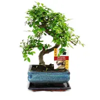 Exotenherz Chinese esdoorn bonsai - Ulmus parviflora - ongeveer 6 jaar oud