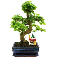 Exotenherz Chinese Bonsai-boom - Ligustrum sinensis - ongeveer 8 jaar oud