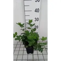 GRDplanten 6x Valse Indigo - Baptisia hybr. 'Lemon Meringue' | 9x9 cm pot