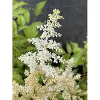GRDplanten 6x Pluimspirea - Astilbe (j) 'Deutschland' | pot van 9 x 9 cm