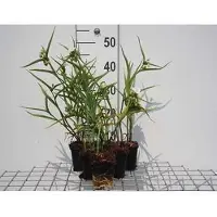 GRDplanten 6x Eendagsbloem - Tradescantia (a) 'Innocence' | 9x9 cm pot
