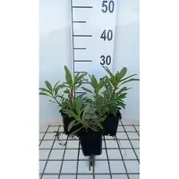GRDplanten 6x Schildpadbloem - Penstemon hybr. 'Catherine de La Mare' | 9x9 cm pot