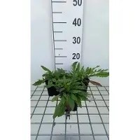 GRDplanten 6x Breemdkroon - Knautia mac. 'Red Knight' | 9x9 cm pot