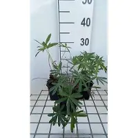 GRDplanten 6x Lupine - Lupinus hybr. 'Minarette' | 9x9 cm pot