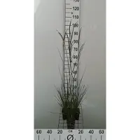 GRDplanten 6 x Deschampsia cesp. 'Goldschleier' - Bosweeg Goldschleier - Pot van 9 x 9 cm