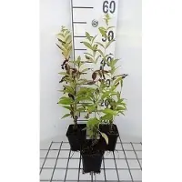 GRDplanten 6x Vlambloem - Phlox (p) 'Fujiyama' | 9x9 cm pot
