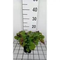 GRDplanten 6x Nagelkruid - Geum hybr. 'East of Eden' | 9x9 cm pot