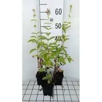 GRDplanten 6x Vlambloem - Phlox (p) 'David' | 9x9 cm pot