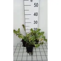 GRDplanten 6x Dovenetel - Lamium mac. 'Shell Pink' | 9x9 cm pot