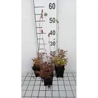 GRDplanten 6x Sanguisorba - Sanguisorba off. 'Pink Tanna' | 9x9 cm pot