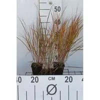 GRDplanten 6 x Calamagrostis arundinacea (anemanthele/stipa ar) – Reitgras - pot van 9x9 cm