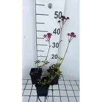 GRDplanten 6x Zeeuws knoopje - Astrantia maj. 'Claret' | 9x9 cm pot