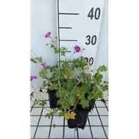 GRDplanten 6x Ooievaarsbek - Geranium river. 'Russell Prichard' | 9x9 cm pot