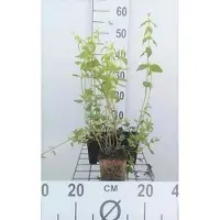 GRDplanten 6x gele dovenetel - Lamiastrum galeobdolon | pot 9 x 9 cm