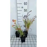 GRDplanten 6x Montbretia - Crocosmia hybr. 'Jackanapes' | 9x9 cm pot