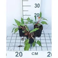 GRDplanten 6x Duizenknoop - Persicaria ampl. 'Taurus' | 9x9 cm pot
