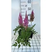 GRDplanten 6x Pluimspirea - Astilbe chin. 'Purpurkerze' | 9x9 cm pot