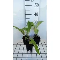 GRDplanten 6x Inula - Inula helenium | 9x9 cm pot