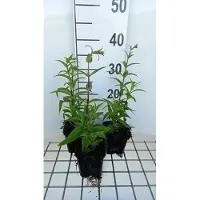 GRDplanten 6x Schildpadbloem - Penstemon hybr. 'Rich Ruby' | 9x9 cm pot