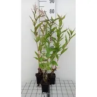 GRDplanten 6x Duizenknoop - Persicaria polymorpha | 9x9 cm pot