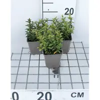 GRDplanten 12x Kruipende Kardinaalsmuts - Euonymus jap. 'Microphyllus' | 9x9 cm pot