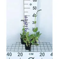 GRDplanten 6x Veldsalie - Salvia pratensis | 9x9 cm pot
