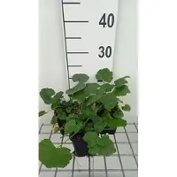 GRDplanten 6x Muskuskaasjeskruid - Malva alcea 'Fastigiata' | 9x9 cm pot